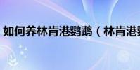 如何養林肯港鸚鵡(林肯港鸚鵡的養殖方法)