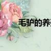 毛驢的養殖方法（養殖毛驢的方法）