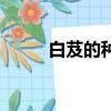 白芨的種植技術（白芨如何種植）
