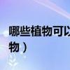哪些植物可以防電腦輻射（有什么防輻射的植物）