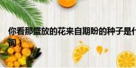 你看那盛放的花來自期盼的種子是什么歌(和光同塵完整歌詞)