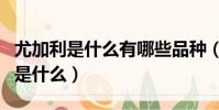 尤加利是什么有哪些品種(尤加利有什么品種是什么)