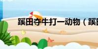 蹊田奪牛打一動物(蹊田奪牛謎底)