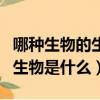 哪種生物的生命力最強（世界上生命力最強的生物是什么）
