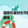 貓咪吃魚時也可能被魚刺卡到嗎（貓吃魚會不會被魚刺卡住喉嚨）