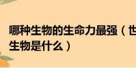 哪種生物的生命力最強(世界上生命力最強的生物是什么)