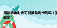 貓咪吃魚時也可能被魚刺卡到嗎(貓吃魚會不會被魚刺卡住喉嚨)