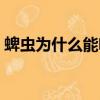蜱蟲為什么能咬死人（蜱蟲能咬死人的原因）