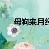 母狗來月經怎么辦（主人應仔細觀察）
