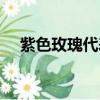 紫色玫瑰代表什么（紫色玫瑰寓意什么）