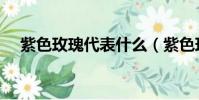 紫色玫瑰代表什么(紫色玫瑰寓意什么)