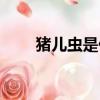 豬兒蟲是什么意思（豬兒蟲是什么）