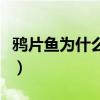 鴉片魚為什么叫鴉片魚（關于鴉片魚名字由來）