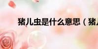 豬兒蟲是什么意思(豬兒蟲是什么)