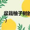 盆栽柚子樹的養殖方法（盆栽柚子樹怎么養殖）