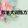 牧羊犬訓練方法和技巧（有什么訓練的方法）