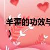 羊藿的功效與作用（羊藿的功效與作用是什么）