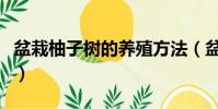 盆栽柚子樹的養殖方法(盆栽柚子樹怎么養殖)