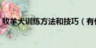 牧羊犬訓練方法和技巧(有什么訓練的方法)