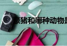 豪豬和哪種動物是近親（豪豬不是豬）