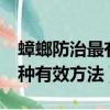 蟑螂防治最有效的方法是什么（消滅蟑螂的5種有效方法）