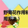 野菊花作用和用途（野菊花的功效與作用及食用方法）