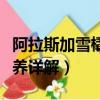 阿拉斯加雪橇犬怎么養（阿拉斯加雪橇犬怎么養詳解）