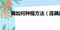 藕如何種植方法(蓮藕的種植技術)