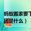 螞蟻搬家要下雨的原因（螞蟻搬家要下雨的原因是什么）