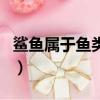 鯊魚屬于魚類嗎為什么（鯊魚屬于魚類的原因）
