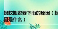 螞蟻搬家要下雨的原因(螞蟻搬家要下雨的原因是什么)