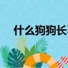 什么狗狗長不大（這幾類狗狗都長不大）