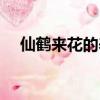仙鶴來花的養殖方法（如何養殖仙鶴來）