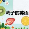鴨子的英語怎么讀（鴨子的英語是什么）