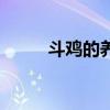 斗雞的養殖技術（斗雞如何養殖）