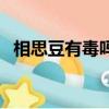 相思豆有毒嗎是指紅豆嗎（相思豆有毒嗎）