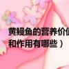 黃鰻魚的營養價值與功效和作用（黃鰻魚的營養價值與功效和作用有哪些）