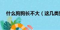 什么狗狗長不大(這幾類狗狗都長不大)