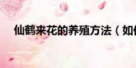 仙鶴來花的養殖方法(如何養殖仙鶴來)