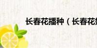 長春花播種(長春花如何播種)