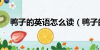 鴨子的英語怎么讀(鴨子的英語是什么)