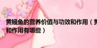 黃鰻魚的營養價值與功效和作用(黃鰻魚的營養價值與功效和作用有哪些)