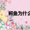 鱷魚為什么怕河馬（鱷魚怕河馬原因）