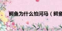鱷魚為什么怕河馬(鱷魚怕河馬原因)