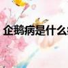 企鵝病是什么病毒引起的（企鵝病是什么病）