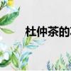 杜仲茶的功效與作用及禁忌（杜仲）
