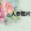 人參圖片大全大圖（人參圖片大全）