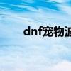 dnf寵物波比怎么用（dnf寵物波比）