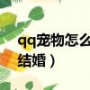qq寵物怎么弄出來2023電腦（qq寵物怎樣結婚）