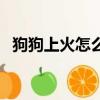 狗狗上火怎么辦小竅門（狗狗上火怎么辦）